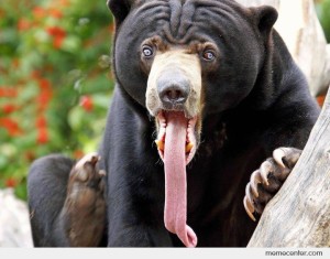 Bear-with-a-long-tongue_o_90808